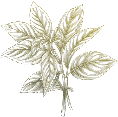 CREHA-Menú-Italia-planta CREHA-Menú-Italia-planta