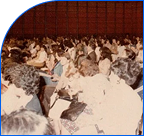 Cessa-conocenos-2002