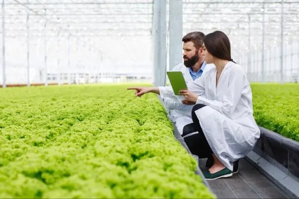 Especialistas revisando cultivo